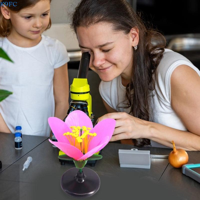 K9FC Realistic Plant Teaching  - Science Exhibition Models ulasan dan harga