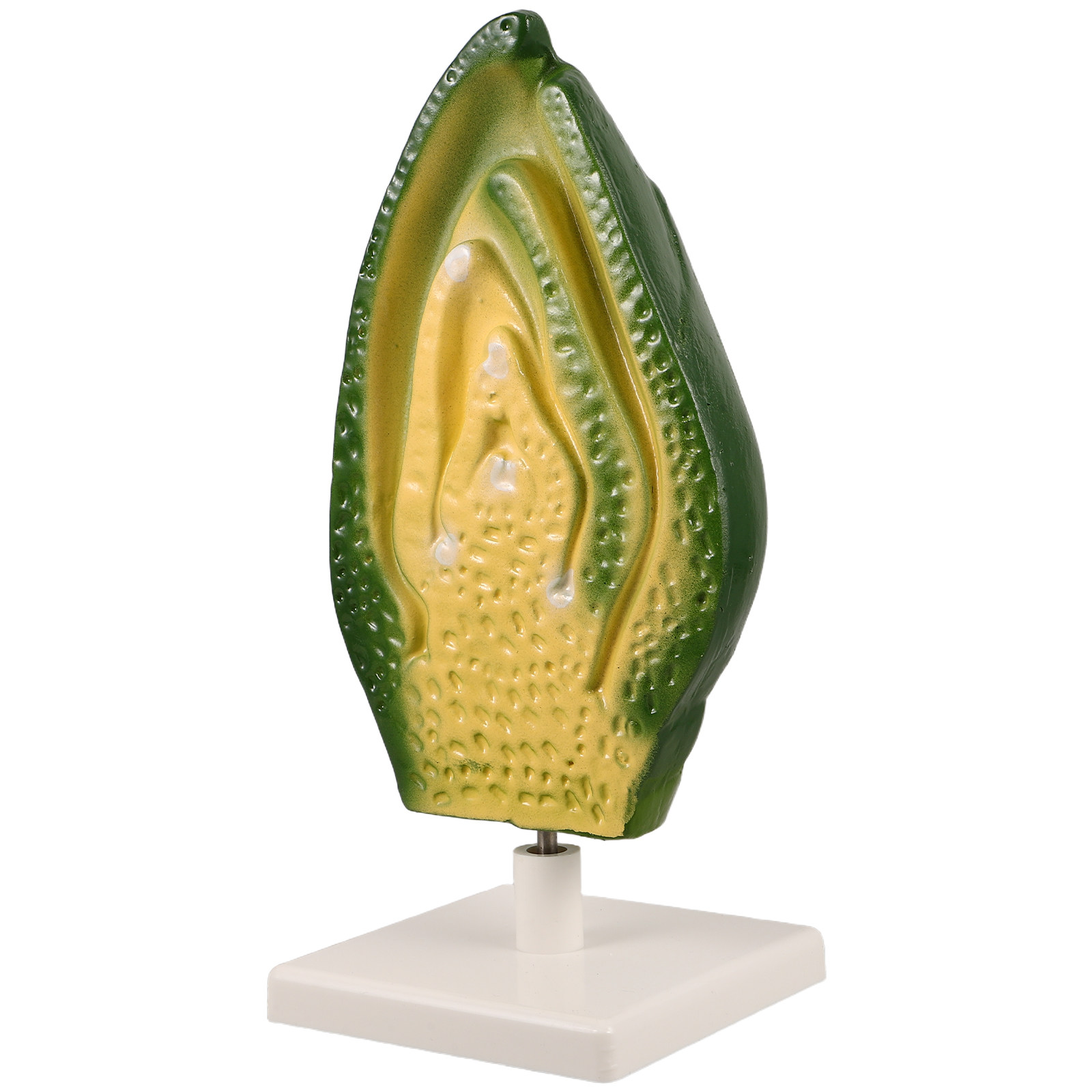 Plant Seed Embryo Detailed Hig - Science Exhibition Models ulasan dan harga
