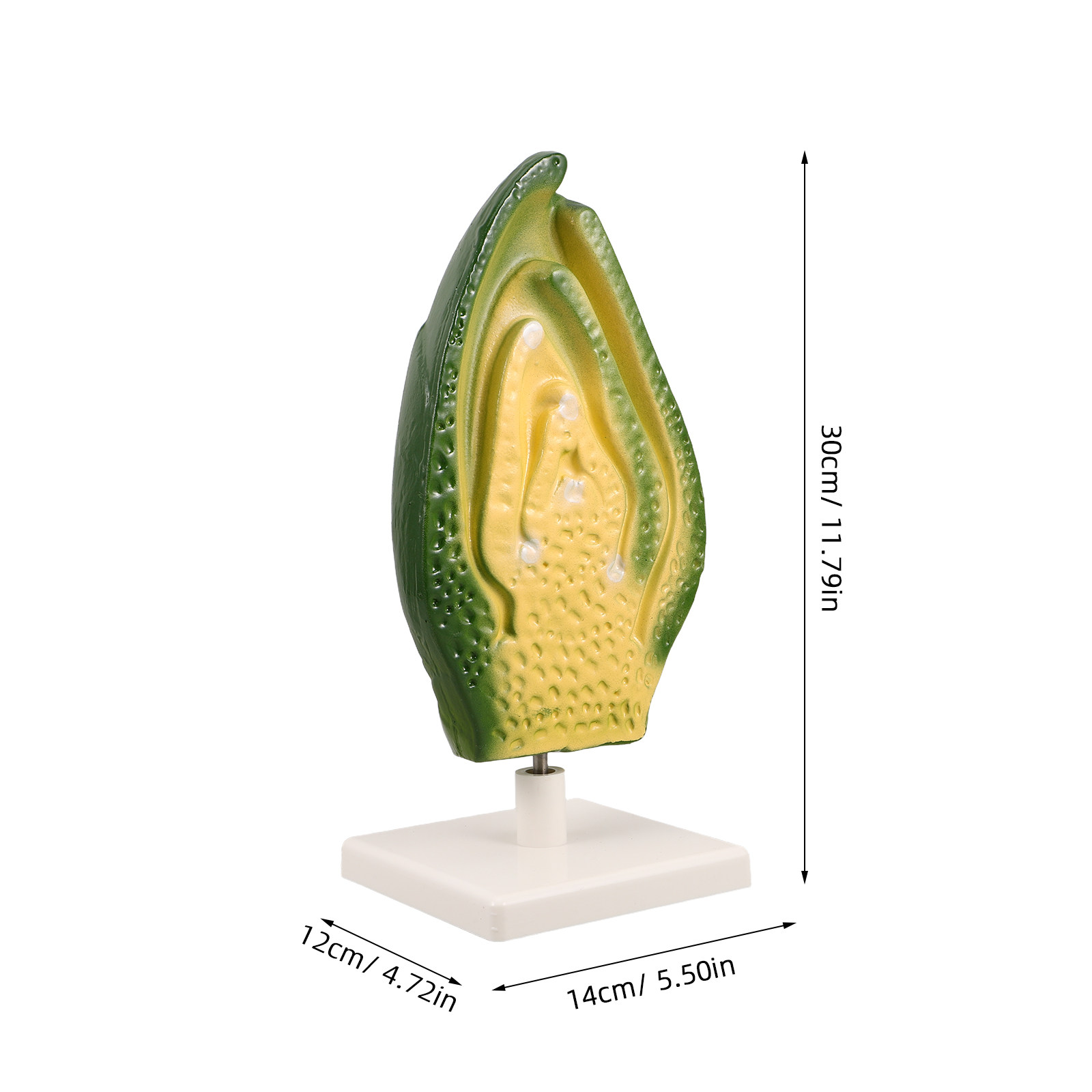 Plant Seed Embryo Detailed Hig - Science Exhibition Models ulasan dan harga