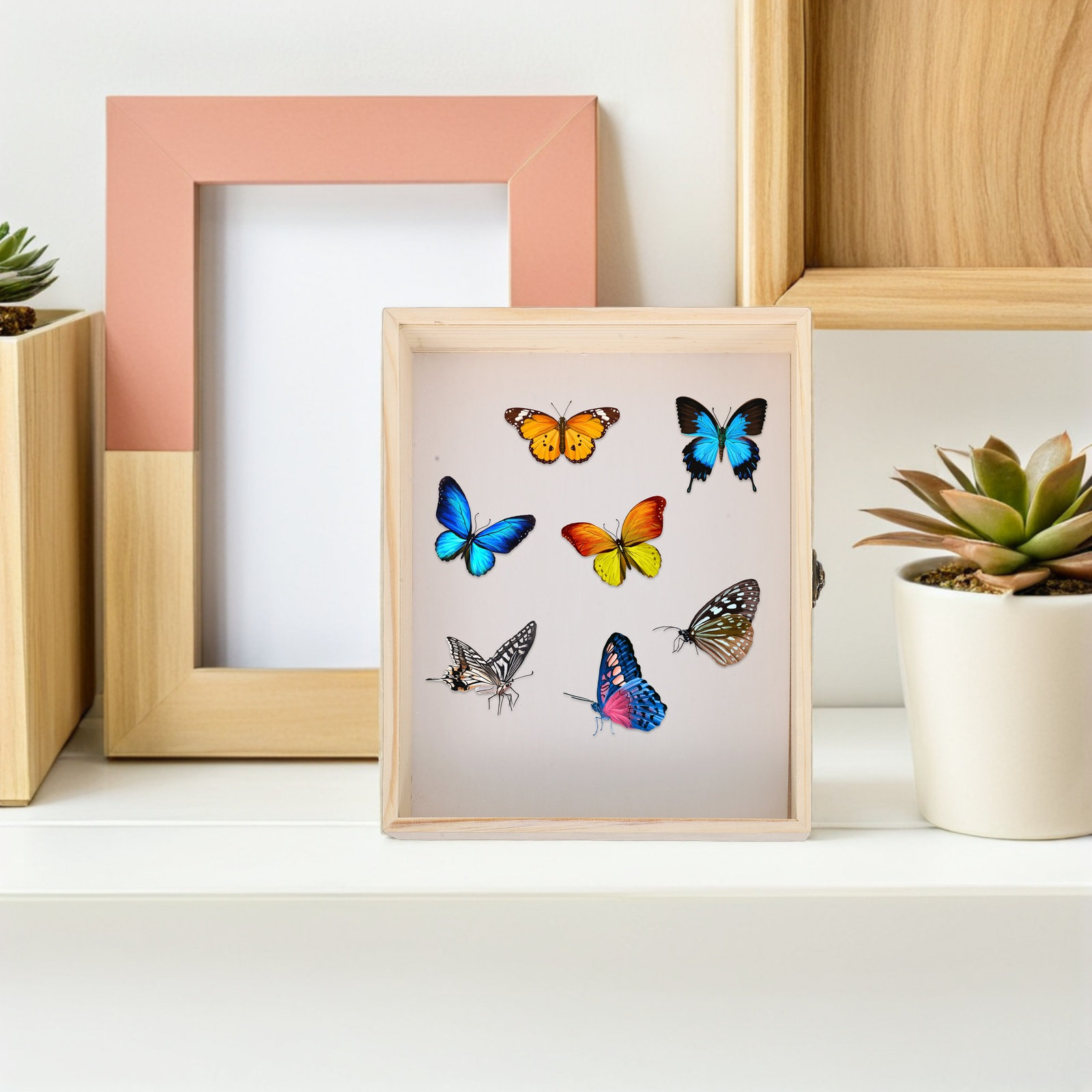Solid Wood Insect Specimen Dis - Science Project ulasan dan harga