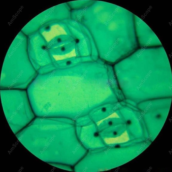 AmScope M148 Series Biological - Microscope Compound 40X ulasan dan harga
